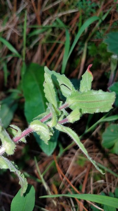 Castilleja hirsuta, photographed by Alan Rockefeller