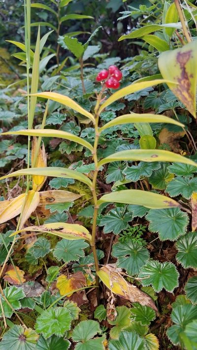 Maianthemum scilloideum, photographed by Alan Rockefeller