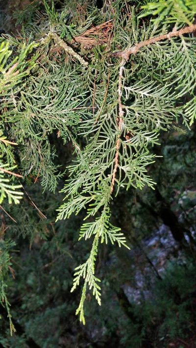 Hesperocyparis benthamii, photographed by Alan Rockefeller