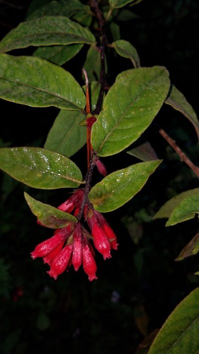 Cestrum fasciculatum, photographed by Alan Rockefeller