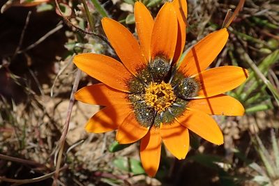 Gorteria diffusa, photographed by Peter Warren