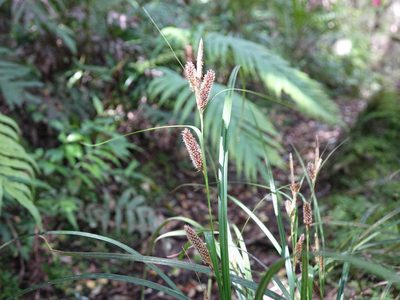 Carex lambertiana, photographed by Jacqui Geux