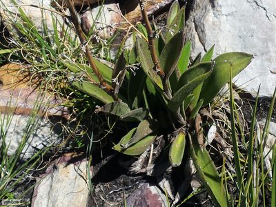 Corymbium congestum, photographed by Chris Vynbos