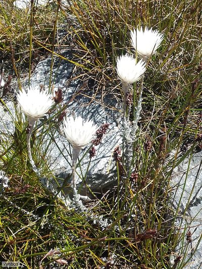 Syncarpha lepidopodium, photographed by Chris Vynbos