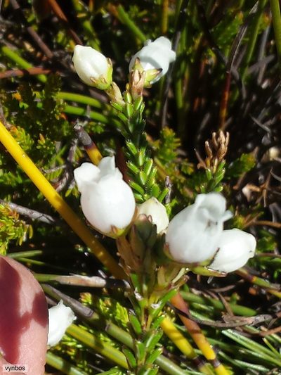 Erica odorata, photographed by Chris Vynbos