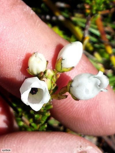 Erica odorata, photographed by Chris Vynbos