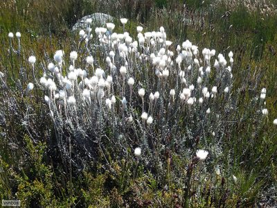 Syncarpha lepidopodium, photographed by Chris Vynbos