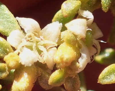 Aizoon papulosum, photographed by Nicola van Berkel