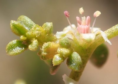 Aizoon papulosum, photographed by Nicola van Berkel