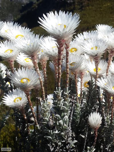 Syncarpha lepidopodium, photographed by Chris Vynbos