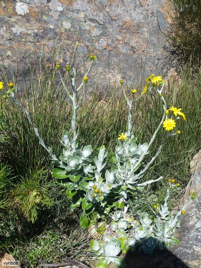 Oresbia heterocarpa, photographed by Chris Vynbos