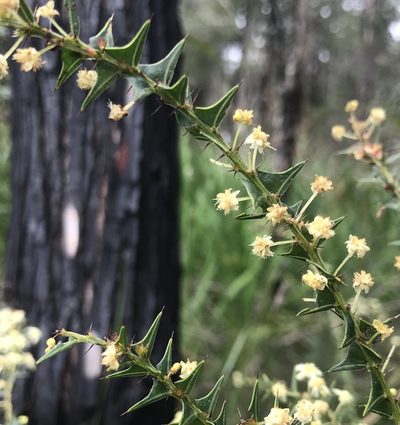 Acacia divergens, photographed by Ann Bentley
