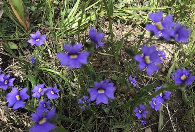 Dampiera alata, photographed by Ann Bentley