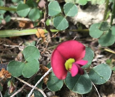 Kennedia carinata, photographed by Ann Bentley