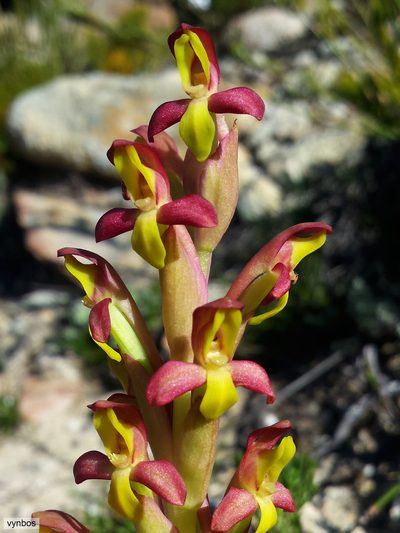 Disa comosa, photographed by Chris Vynbos