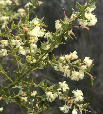 Acacia divergens, photographed by Ann Bentley