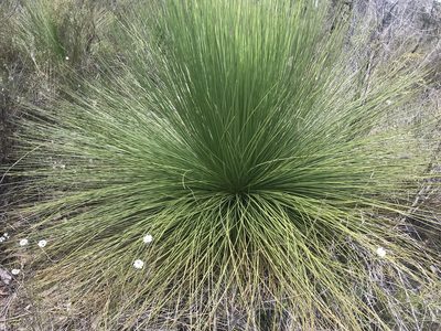 Xanthorrhoea preissii, photographed by Ann Bentley