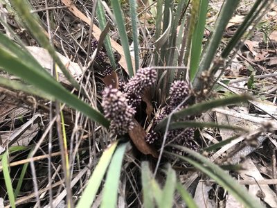 Lomandra sericea, photographed by Ann Bentley