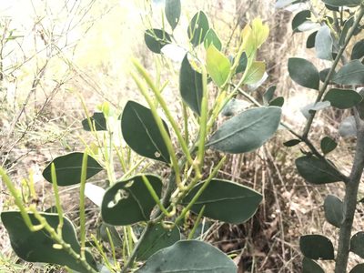 Acacia celastrifolia, photographed by Ann Bentley