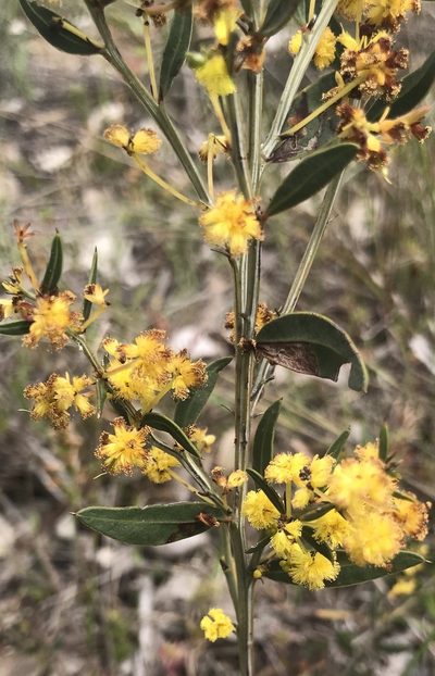 Acacia nervosa, photographed by Ann Bentley