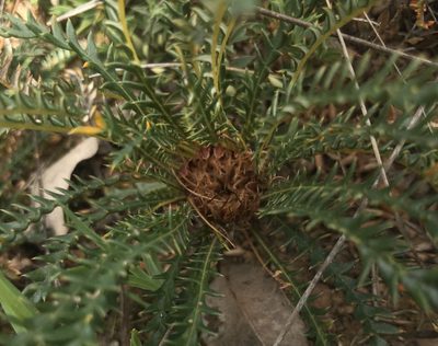 Banksia dallanneyi, photographed by Ann Bentley
