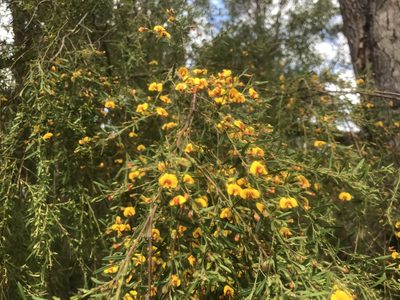 Bossiaea linophylla, photographed by Ann Bentley