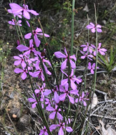 Tetratheca affinis, photographed by Ann Bentley