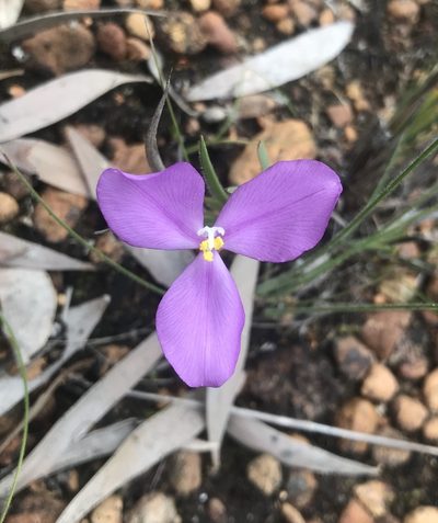 Patersonia juncea, photographed by Ann Bentley