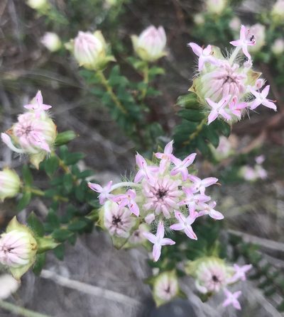 Pimelea rosea, photographed by Ann Bentley