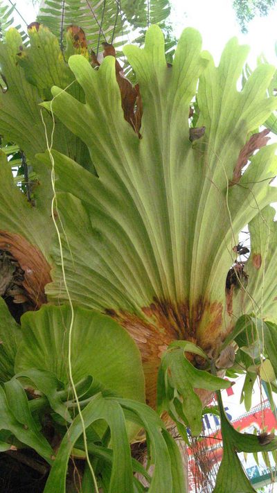Platycerium coronarium, photographed by Ong Jyh Seng