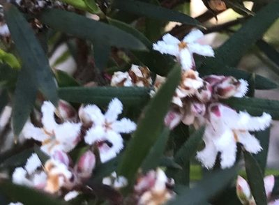 Leucopogon capitellatus, photographed by Ann Bentley