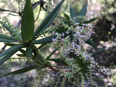 Leucopogon verticillatus, photographed by Ann Bentley