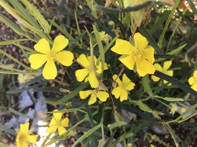 Hibbertia cunninghamii, photographed by Ann Bentley