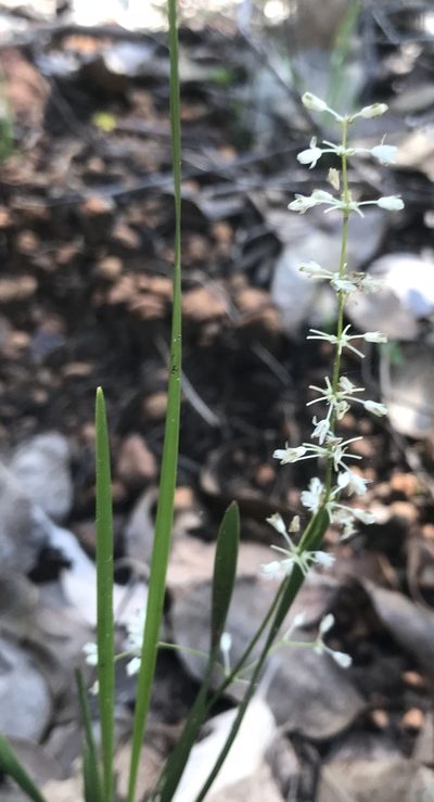 Lomandra nigricans, photographed by Ann Bentley