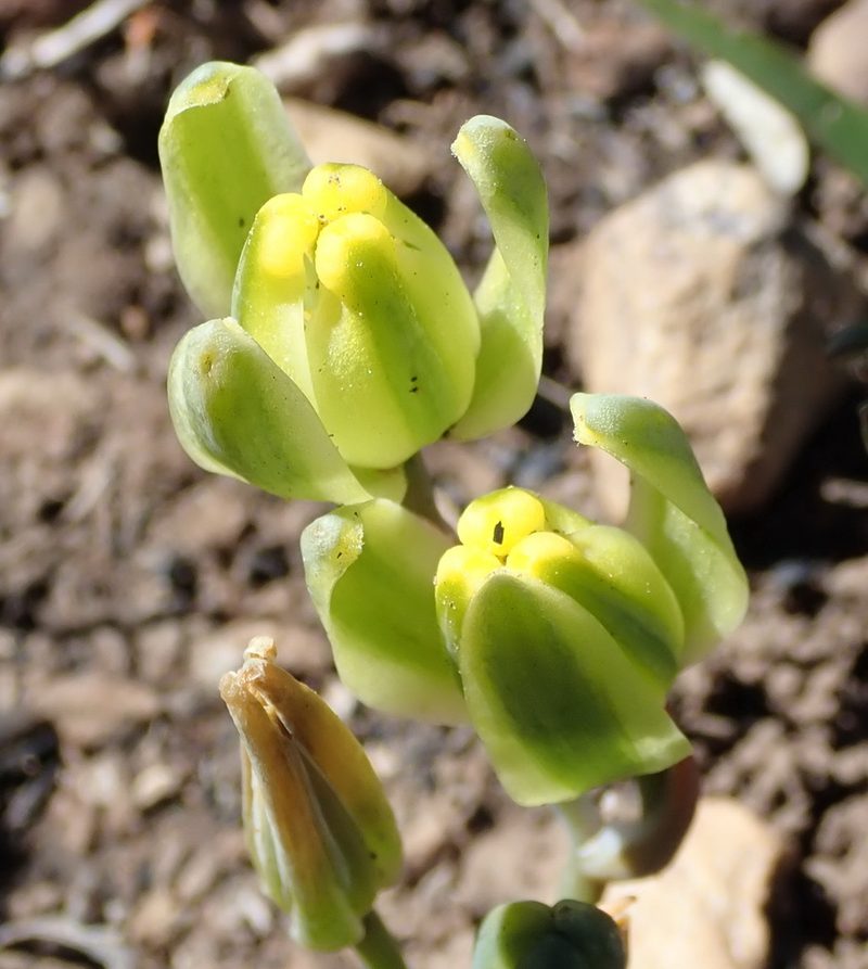 Albuca aurea, photographed by Nicola van Berkel