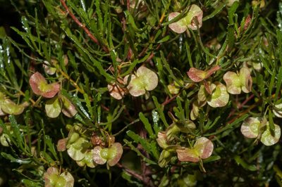 Dodonaea lobulata, photographed by Rolf Lawrenz