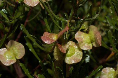 Dodonaea lobulata, photographed by Rolf Lawrenz