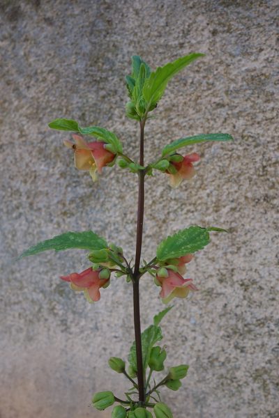 Scrophularia trifoliata, photographed by Mattia Menchetti