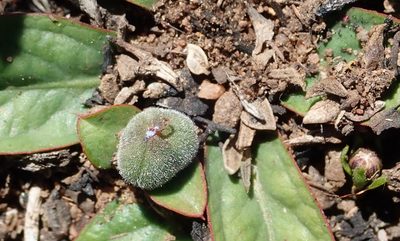 Euphorbia ecklonii, photographed by Nicola van Berkel
