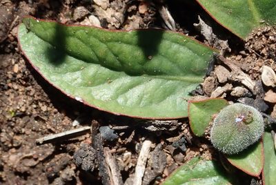 Euphorbia ecklonii, photographed by Nicola van Berkel