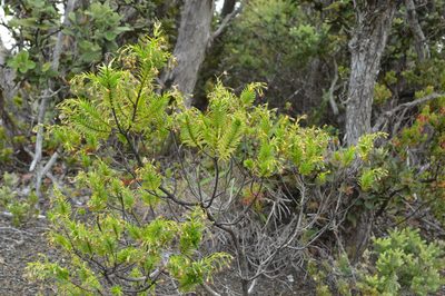 Dubautia ciliolata, photographed by David Anderson