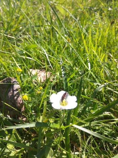 Nierembergia calycina, photographed by florsoteras