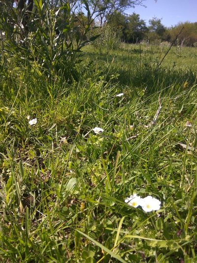 Nierembergia calycina, photographed by florsoteras