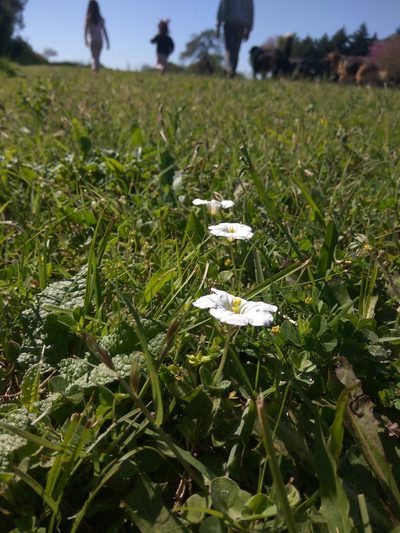 Nierembergia calycina, photographed by florsoteras