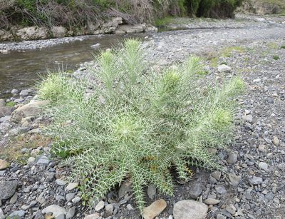 Ptilostemon afer, photographed by Alice Shanks