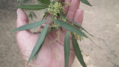 Searsia pendulina, photographed by Shaun Swanepoel