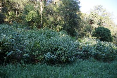 Buddleja madagascariensis, photographed by Tony Rebelo