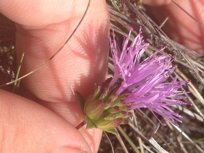 Monardella purpurea, photographed by Alex Heyman
