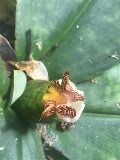 Costus elegans, photographed by Stephanie Taylor