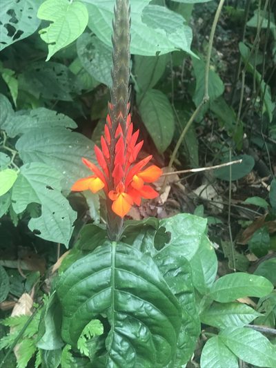 Aphelandra aurantiaca, photographed by Stephanie Taylor